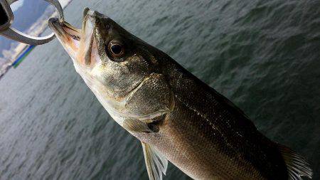 神戸突堤シーバス7本